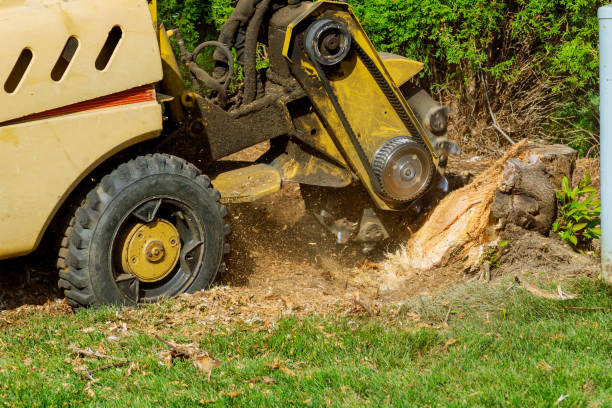 Professional Tree Care Services in Strathmore, NJ