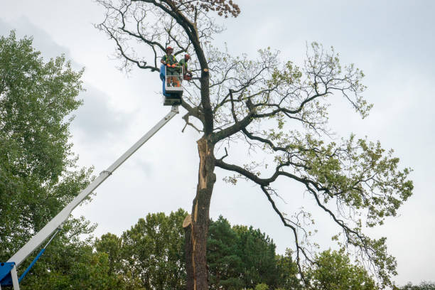 How Our Tree Care Process Works  in  Strathmore, NJ